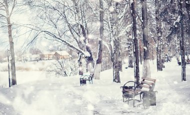 Kış orman manzarası. Kar altında uzun ağaçlar. Ocak ayının soğuk günü parkta.