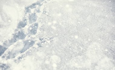 Kış orman manzarası. Kar altında uzun ağaçlar. Ocak ayının soğuk günü parkta.