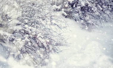 Kış orman manzarası. Kar altında uzun ağaçlar. Ocak ayının soğuk günü parkta.