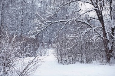 Kış orman manzarası. Kar altında uzun ağaçlar. Ocak ayının soğuk günü parkta.