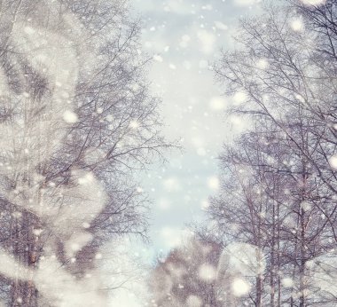 Kış orman manzarası. Kar altında uzun ağaçlar. Ocak ayının soğuk günü parkta.