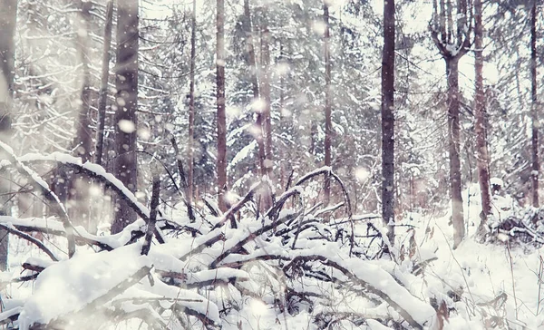 Winterbos Landschap Hoge Bomen Onder Sneeuw Januari Ijzige Dag Park — Stockfoto