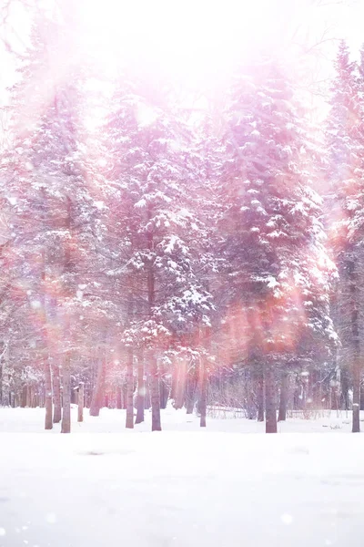 Lesní Krajina Vysoké Stromy Pod Sněhovou Pokrývkou Lednový Mrazivý Den — Stock fotografie