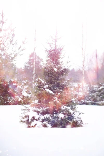 Paesaggio Forestale Invernale Alberi Alti Sotto Manto Neve Gennaio Giornata — Foto Stock