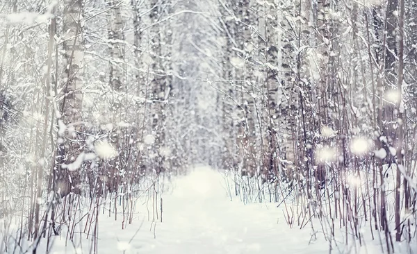 冬季森林景观 积雪覆盖下的高大的树 一月里公园里寒冷的一天 — 图库照片