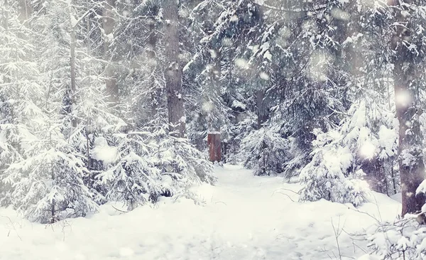 冬季森林景观 积雪覆盖下的高大的树 一月里公园里寒冷的一天 — 图库照片