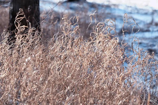 Kış orman manzarası. Kar altında uzun ağaçlar. Ocak ayının soğuk günü parkta.