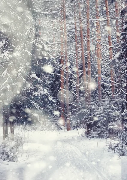 Vinterskogens Landskap Höga Träd Snötäcket Januari Frostiga Dag Parken — Stockfoto