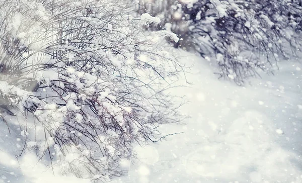 Vinterskogens Landskap Höga Träd Snötäcket Januari Frostiga Dag Parken — Stockfoto