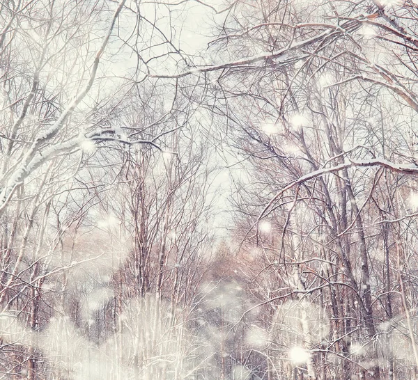 Paisagem Florestal Inverno Árvores Altas Sob Cobertura Neve Janeiro Dia — Fotografia de Stock