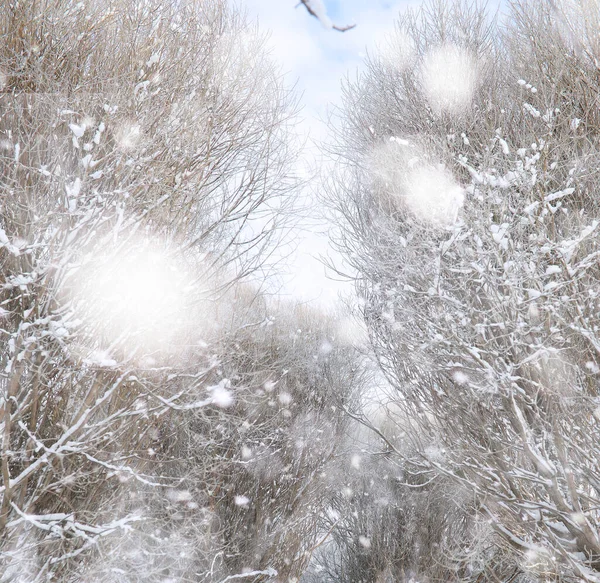 Winter Park Paysage Par Temps Neigeux Jour Janvier — Photo