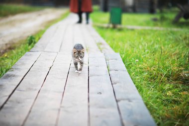 Sevimli küçük gri bir kedi. Çimento zemin üzerinde yatan, bokeh arka plan