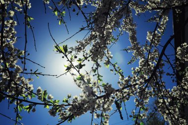 Parlak bahar, şafakta ormanda yeşilleniyor. Doğa ilkbaharın başlarında canlanır..