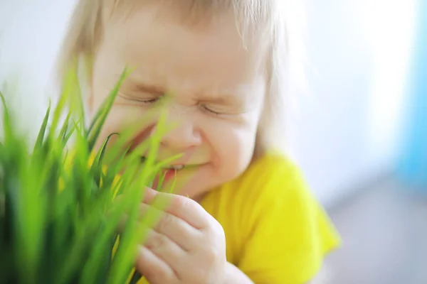 Menina Bonito Pequena Criança Divertindo Segurando Panela Com Flor Plantada — Fotografia de Stock