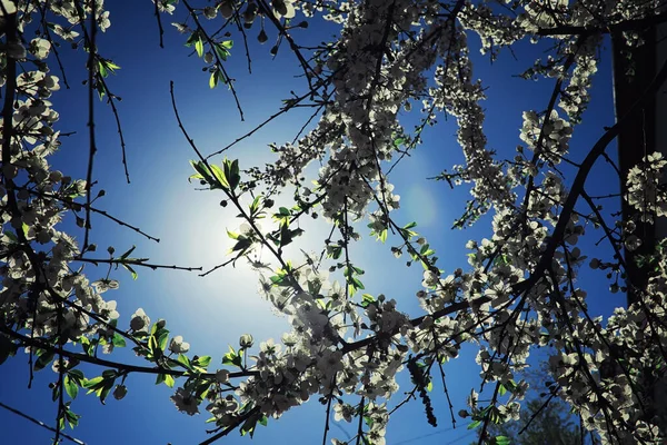 Parlak bahar, şafakta ormanda yeşilleniyor. Doğa ilkbaharın başlarında canlanır..