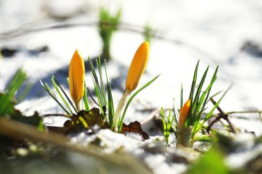 Bahar çiçekleri, beyaz crocus kar damlaları güneş ışınları. Baharda kırsalda beyaz ve sarı timsahlar. Taze neşeli bitkiler çiçek açtı. Genç filizler.