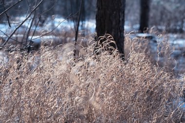 Kış orman manzarası. Kar altında uzun ağaçlar. Ocak ayının soğuk günü parkta.