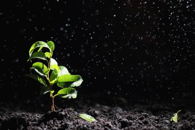 Yerde yeşil filiz var. Bahar konsepti Tohumlar toprağa. Doğayı güncellemek bir fikirdir. Eller yere filizlenir.