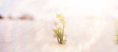 İlk bahar çiçekleri. Ormandaki kar damlaları kardan büyür. Bahar güneşinin ilk ışıklarının altında, vadi çiçeğinin beyaz zambağı.