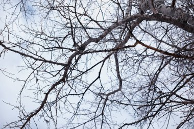 Kış orman manzarası. Kar altında uzun ağaçlar. Ocak ayının soğuk günü parkta.