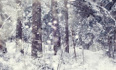 Kış orman manzarası. Kar altında uzun ağaçlar. Ocak ayının soğuk günü parkta.