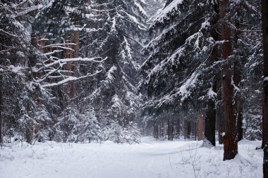 Kış orman manzarası. Kar altında uzun ağaçlar. Ocak ayının soğuk günü parkta.