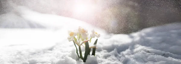 Pierwszy Wiosenny Kwiat Śnieżynka Lesie Wiosna Słoneczny Dzień Lesie — Zdjęcie stockowe