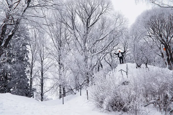 冬季森林景观 积雪覆盖下的高大的树 一月里公园里寒冷的一天 — 图库照片