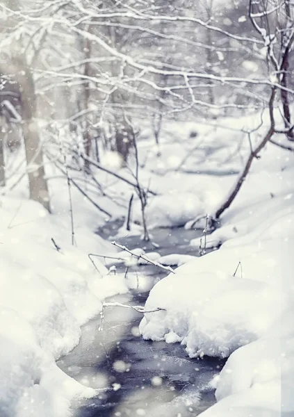 冬季森林景观 积雪覆盖下的高大的树 一月里公园里寒冷的一天 — 图库照片