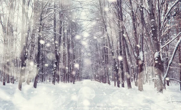 Paisagem Florestal Inverno Árvores Altas Sob Cobertura Neve Janeiro Dia — Fotografia de Stock