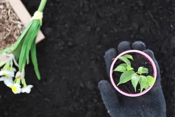 Brote Verde Suelo Concepto Primavera Plántulas Suelo Actualizar Naturaleza Una — Foto de Stock