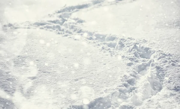 Vinterskogens Landskap Höga Träd Snötäcket Januari Frostiga Dag Parken — Stockfoto