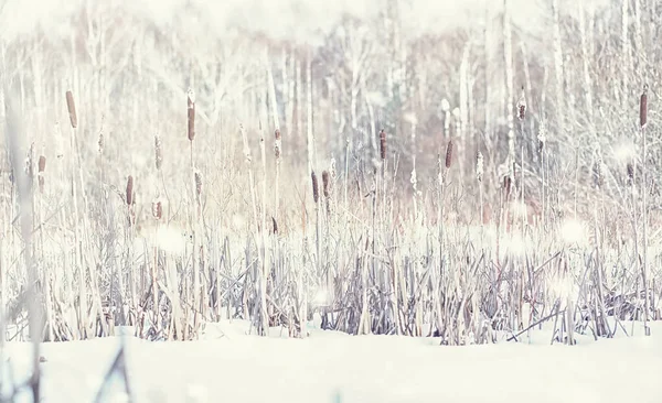 Paisaje Forestal Invernal Árboles Altos Bajo Cubierta Nieve Enero Día — Foto de Stock