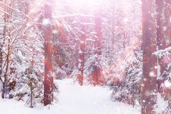 Paisagem Florestal Inverno Árvores Altas Sob Cobertura Neve Janeiro Dia — Fotografia de Stock