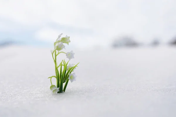 Die Ersten Frühlingsblumen Schneeglöckchen Wald Wachsen Aus Schnee Weiße Maiglöckchen — Stockfoto