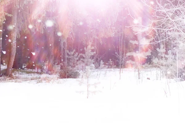 Winterliche Waldlandschaft Hohe Bäume Unter Einer Schneedecke Frosttag Januar Park — Stockfoto