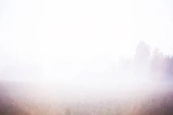 Nevoeiro Campo Natureza Noturna Verão Com Nevoeiro Branco — Fotografia de Stock