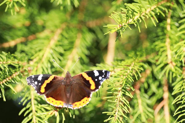 Schmetterlinge Auf Einem Baum Schmetterlinge Und Nektar Birkensaft Schmetterlinge Wald — Stockfoto