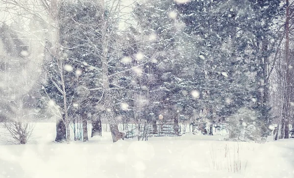 Зимовий Лісовий Краєвид Високі Дерева Під Сніговим Покривом Січневий Морозний — стокове фото