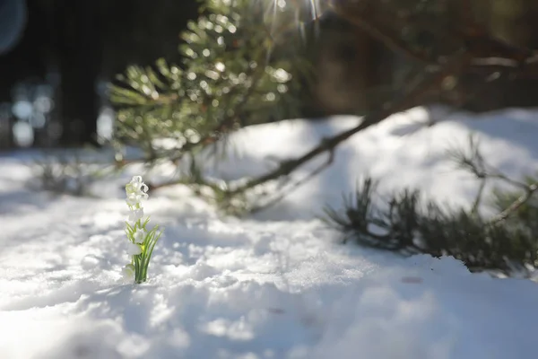 Primera Flor Primavera Una Nevada Bosque Primavera Día Soleado Bosque — Foto de Stock