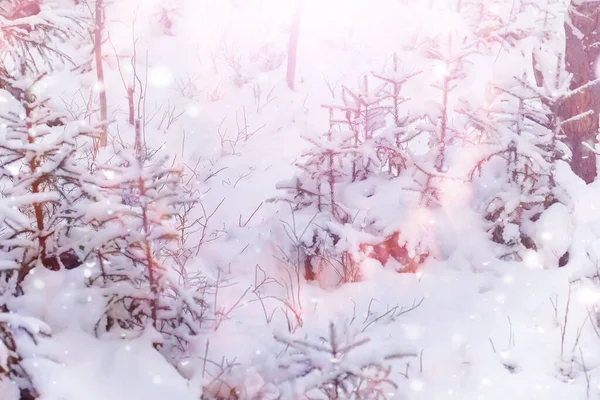 Kış Orman Manzarası Kar Altında Uzun Ağaçlar Ocak Ayının Soğuk — Stok fotoğraf