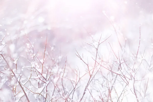 Winterbos Landschap Hoge Bomen Onder Sneeuw Januari Ijzige Dag Park — Stockfoto