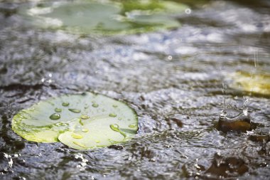 Ördek otu, bataklık bitkileri, nilüferler ve zambaklarla dolu bir gölet.