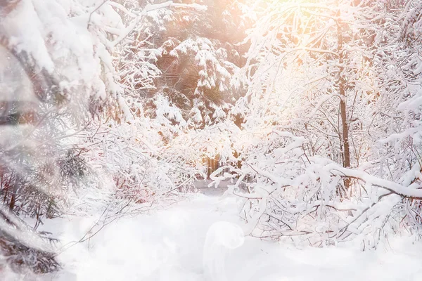 Зимний Пейзаж Лес Снегом Зимний Парк — стоковое фото
