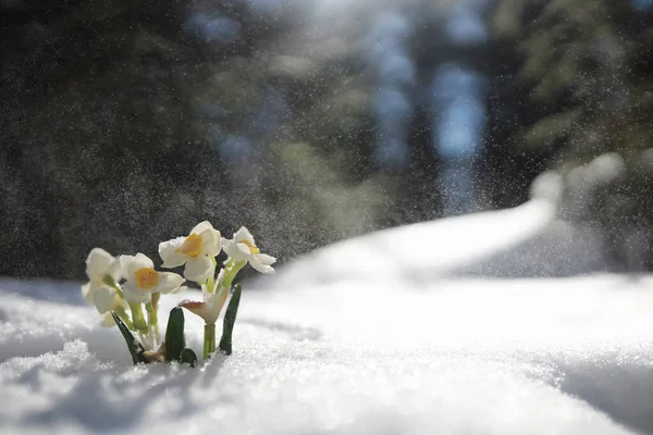 Primeira Flor Primavera Gota Neve Floresta Primavera Dia Ensolarado Floresta — Fotografia de Stock
