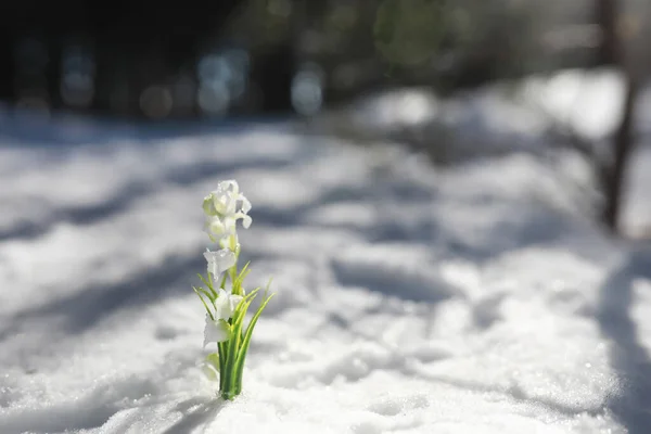 Die Erste Frühlingsblume Schneeglöckchen Wald Frühling Sonniger Tag Wald — Stockfoto