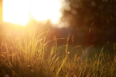 Yabani çiçek. Yeşil çayır pınarındaki küçük çiçekler.