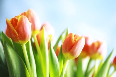 Çiçekler, bahar tatilleri ve ev dekorasyonu konsepti - buket güzel laleler, çiçekli arka plan