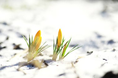 Bahar çiçekleri, beyaz crocus kar damlaları güneş ışınları. Baharda kırsalda beyaz ve sarı timsahlar. Taze neşeli bitkiler çiçek açtı. Genç filizler.