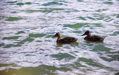 Su yüzeyi. Suyun dokusunu. Göldeki dalgalar rüzgarlı hava.